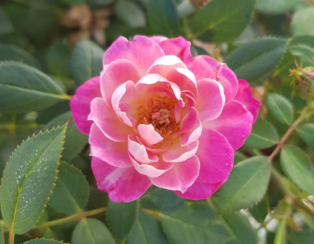 Sunblaze Pink  - Star Roses and Plants - Image 2