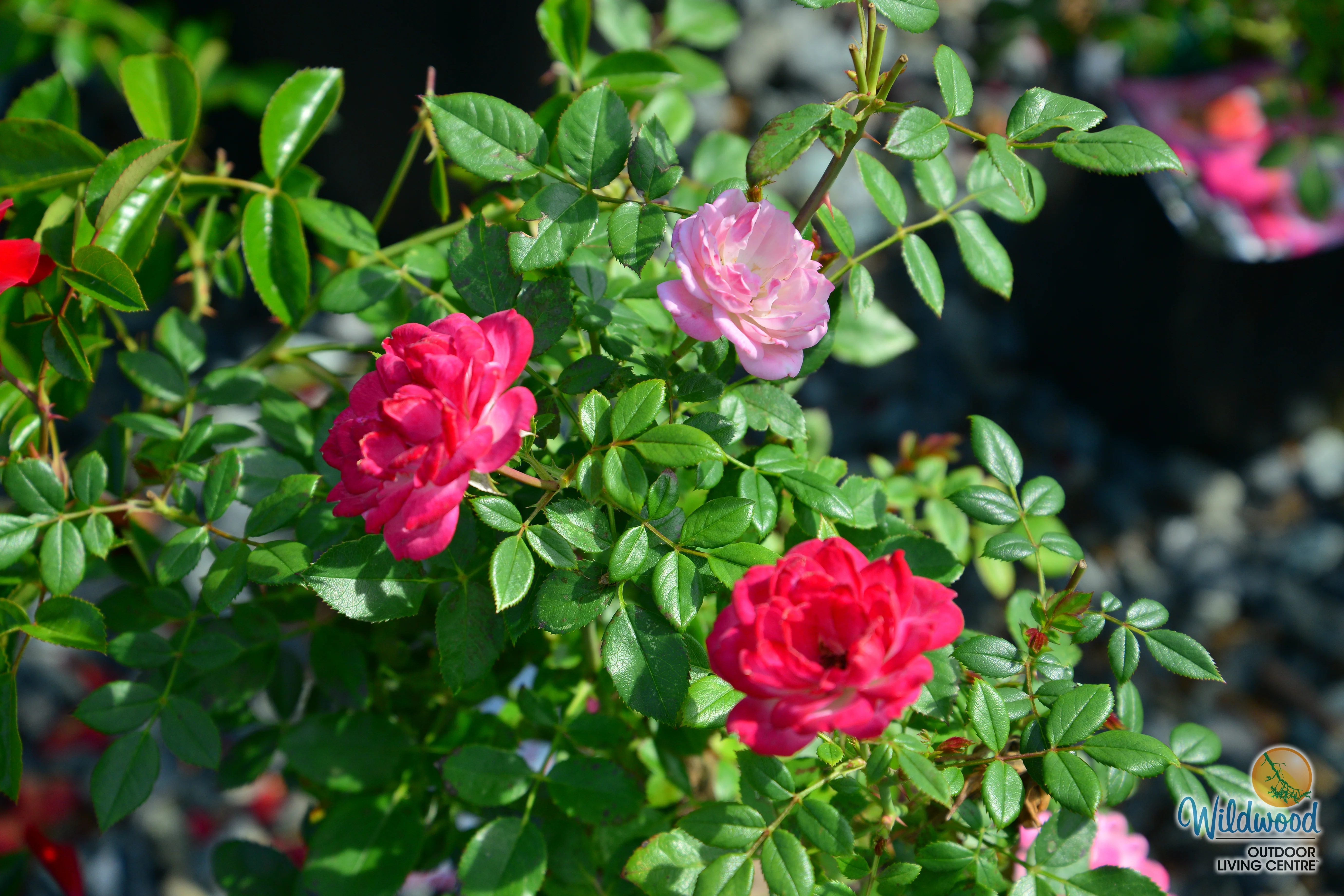 Sunblaze Pink  - Star Roses and Plants - Image 3