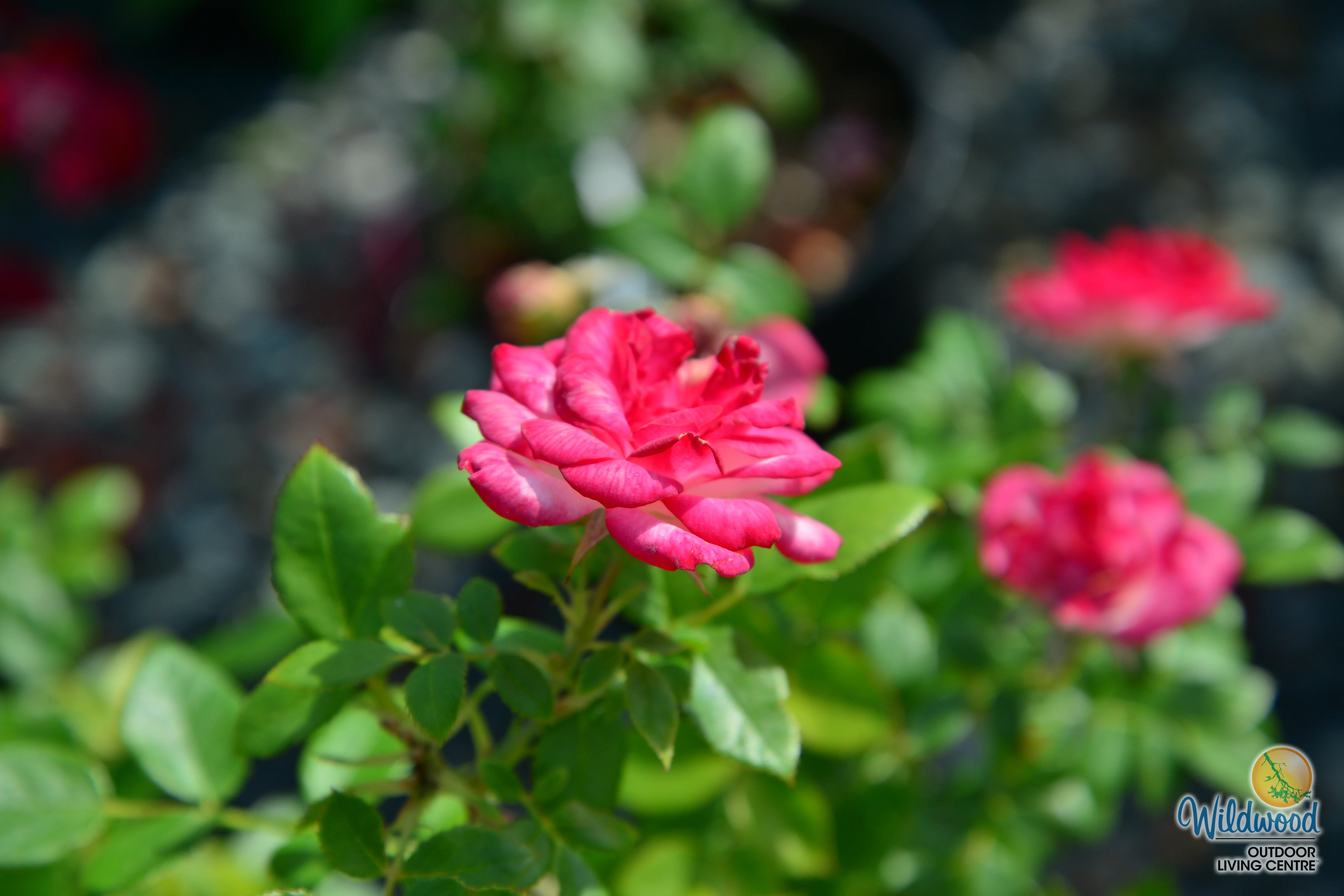 Sunblaze Pink  - Star Roses and Plants - Image 4