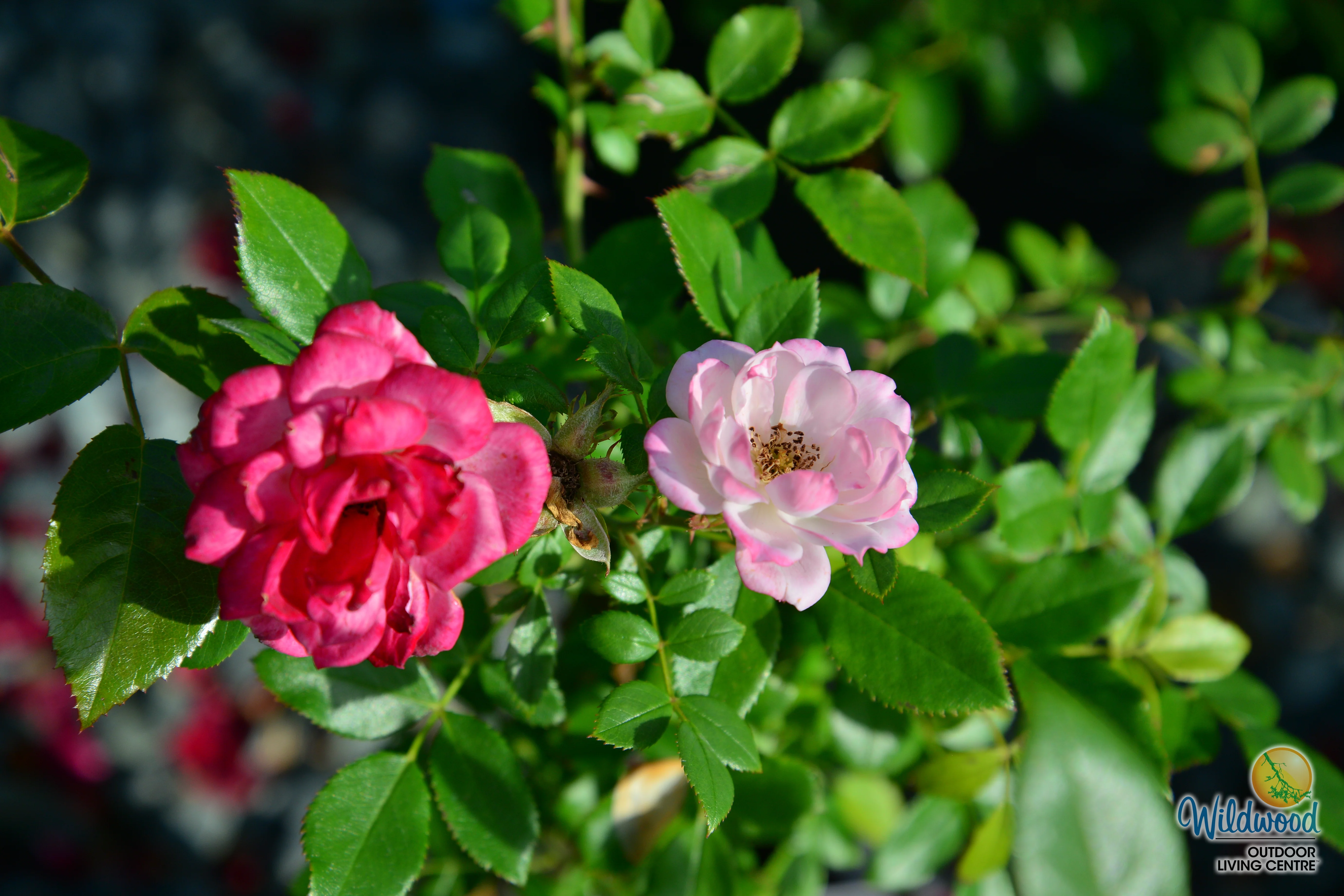 Sunblaze Pink  - Star Roses and Plants - Image 5