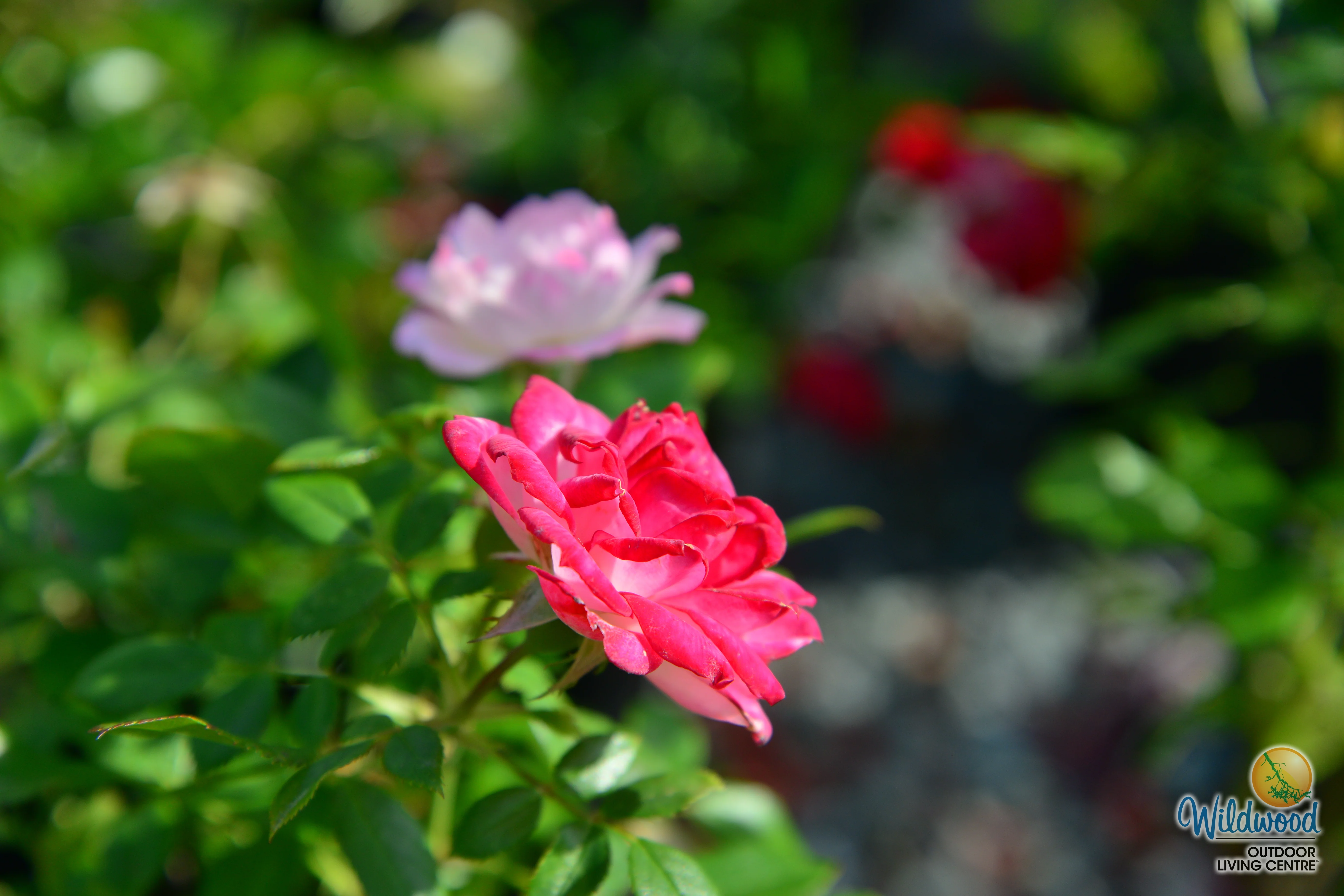 Sunblaze Pink  - Star Roses and Plants - Image 6