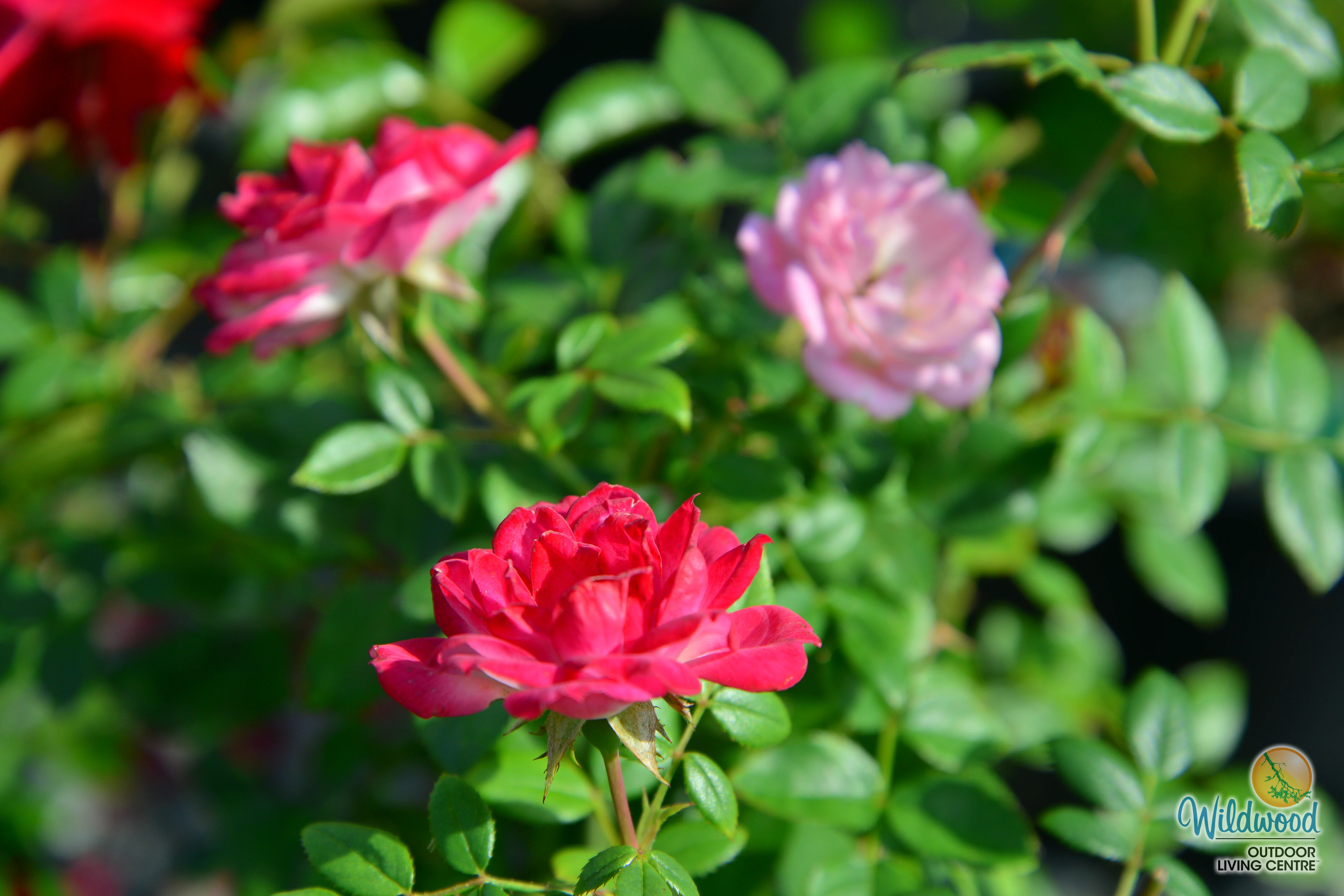 Sunblaze Pink  - Star Roses and Plants - Image 7