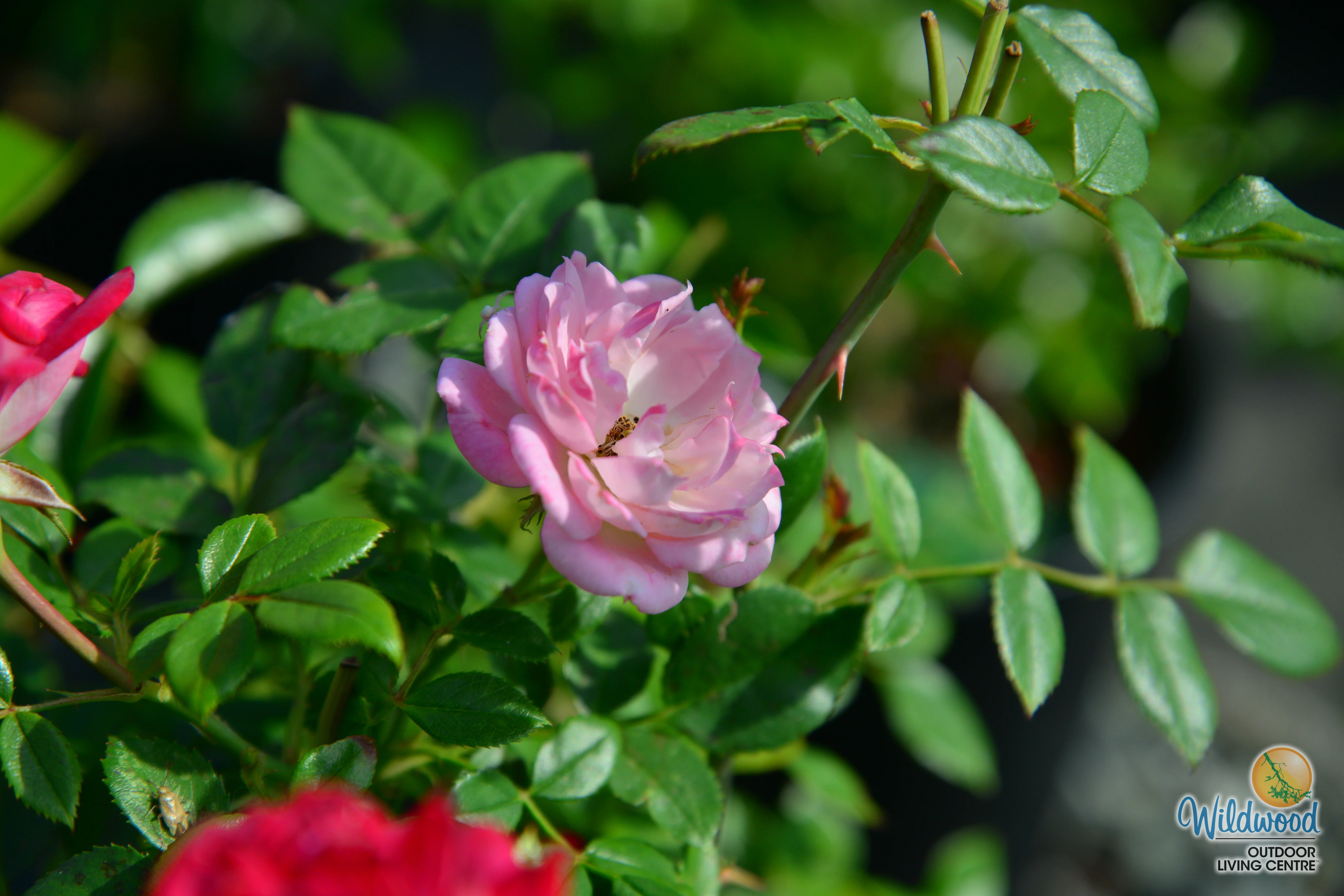 Sunblaze Pink  - Star Roses and Plants - Image 8