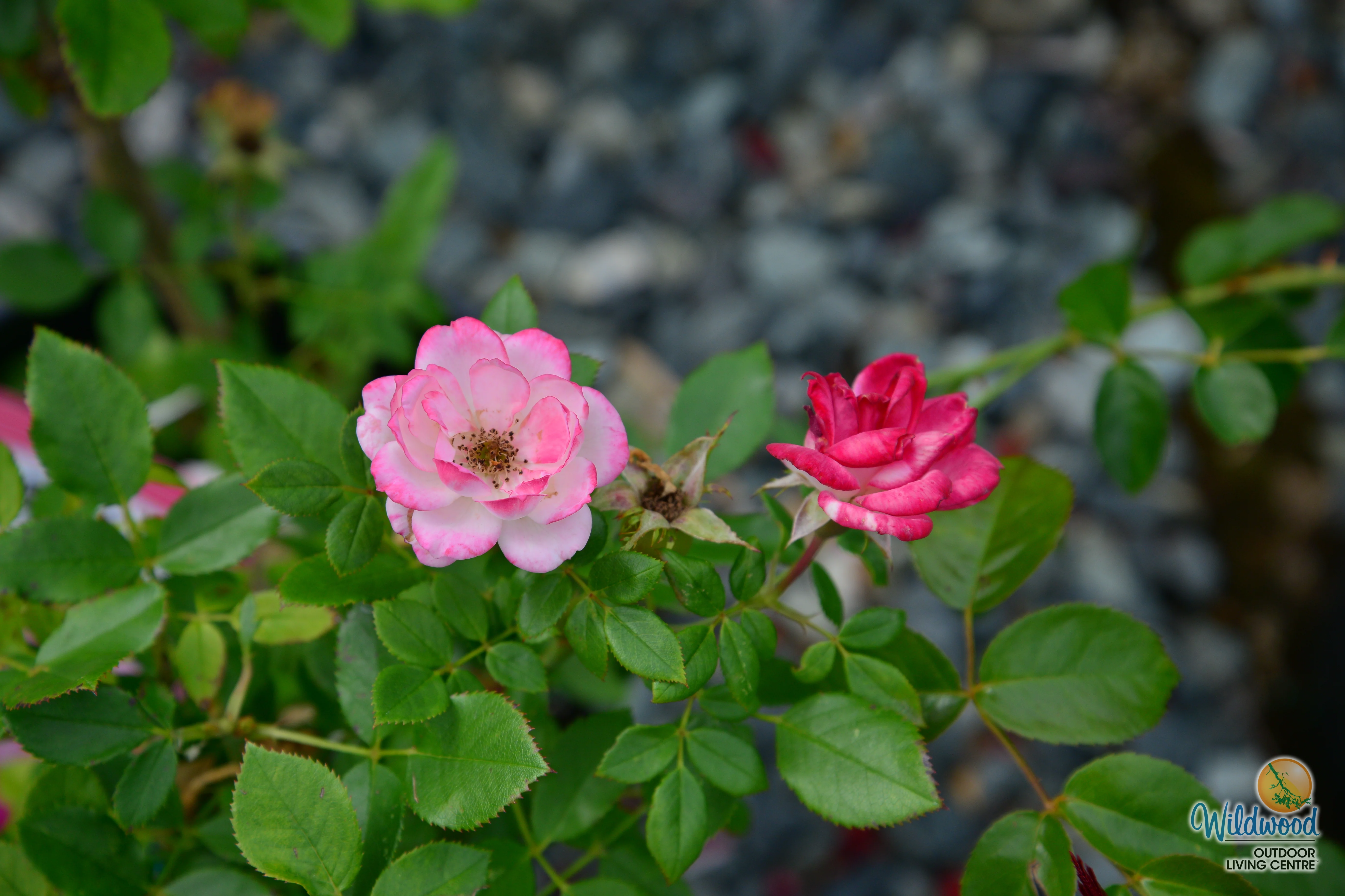 Sunblaze Pink  - Star Roses and Plants - Image 9