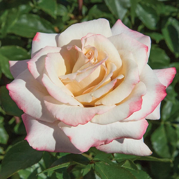 Pinkerbelle™ - Star Roses and Plants - Image 2