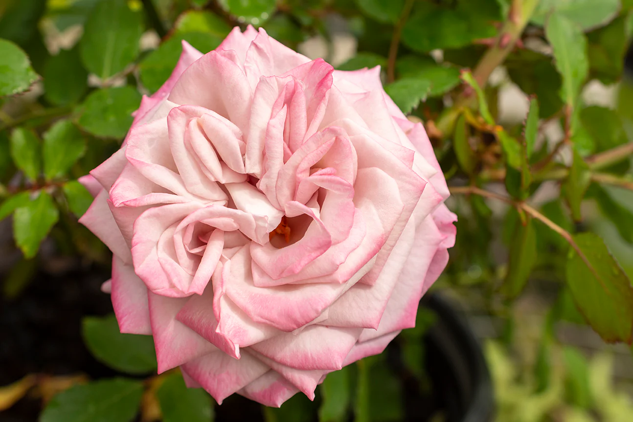 Pinkerbelle™ - Star Roses and Plants - Image 3