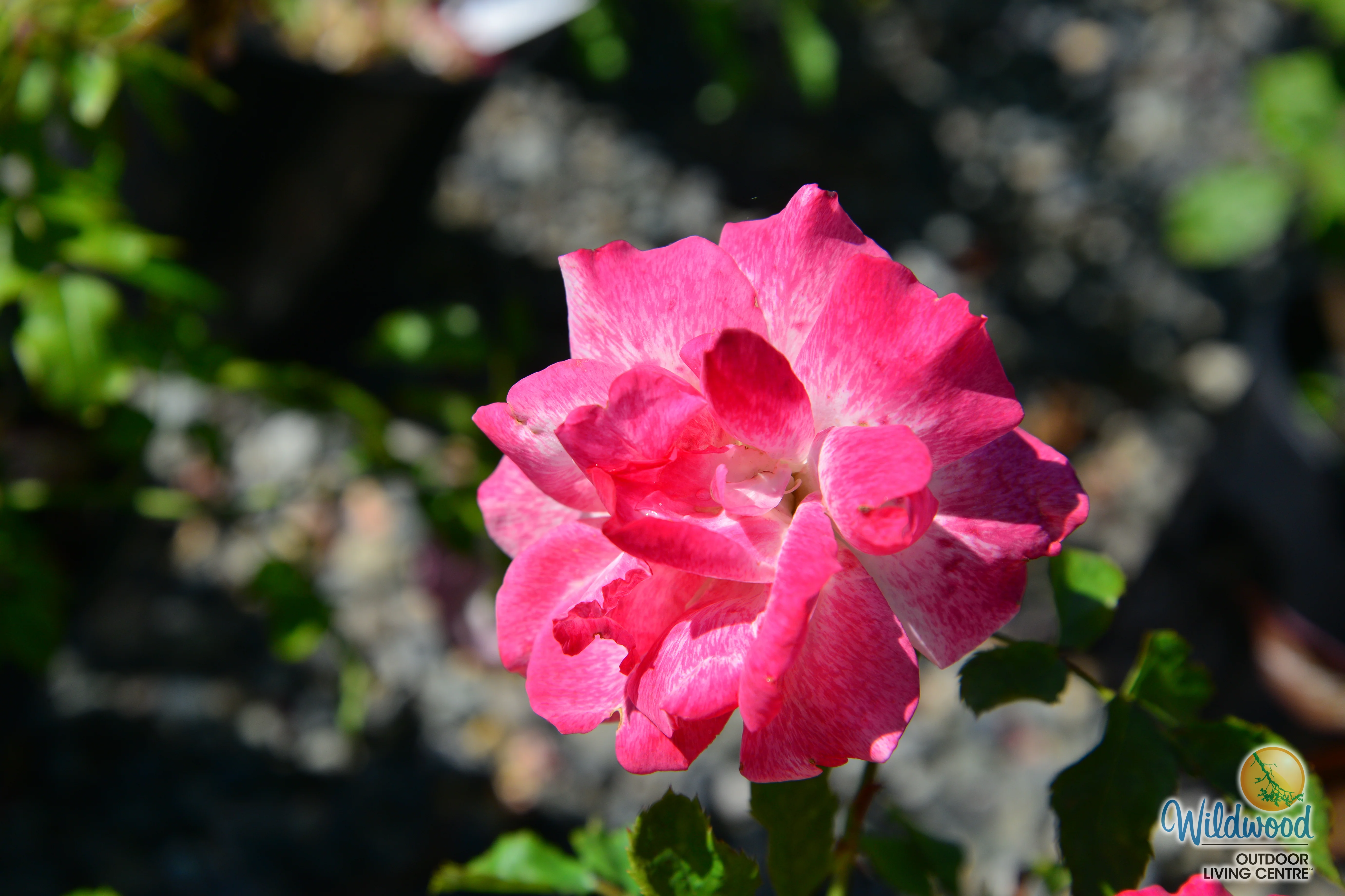 Pinkerbelle™ - Star Roses and Plants - Image 4