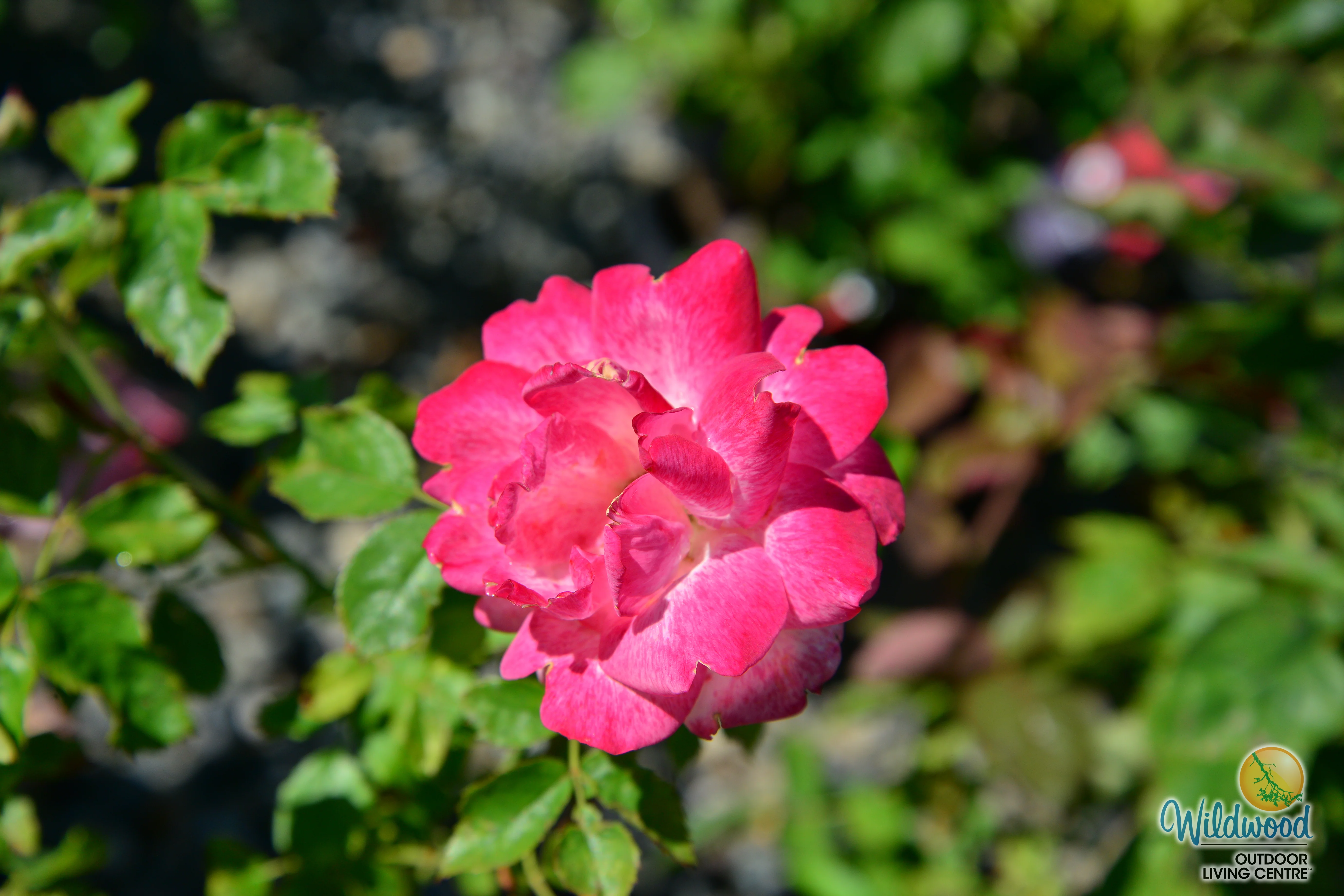 Pinkerbelle™ - Star Roses and Plants - Image 5