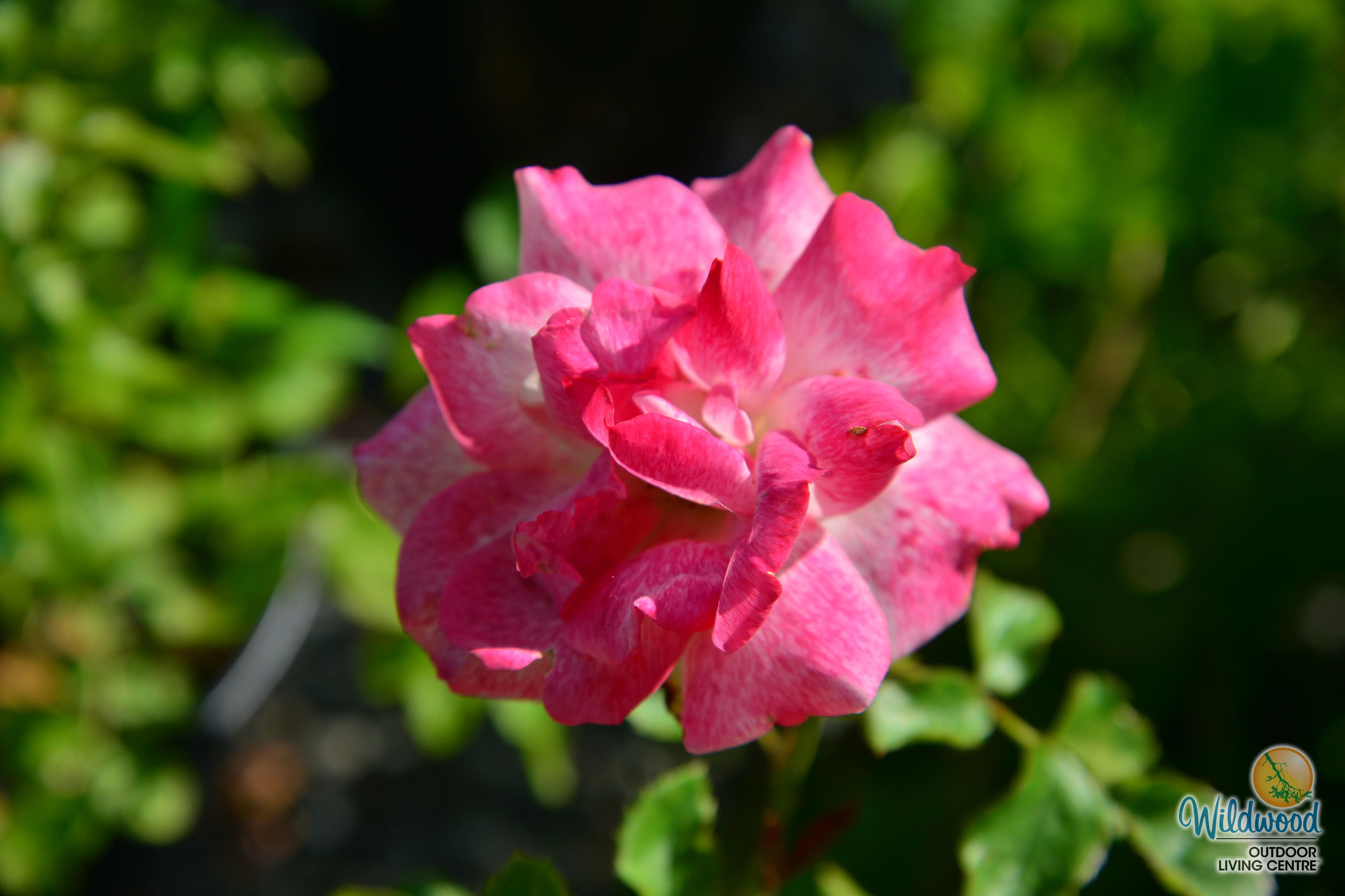 Pinkerbelle™ - Star Roses and Plants - Image 6