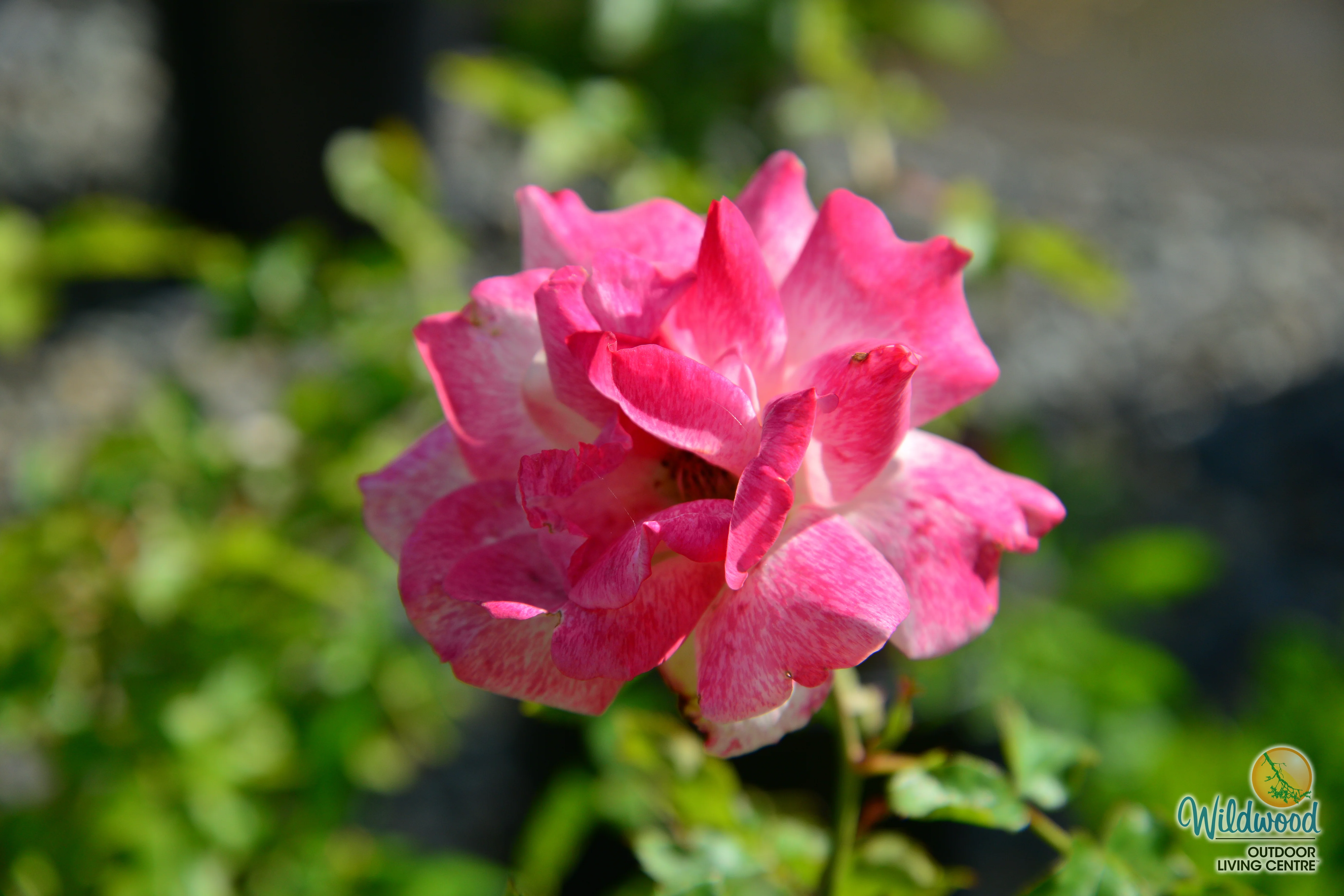 Pinkerbelle™ - Star Roses and Plants - Image 7