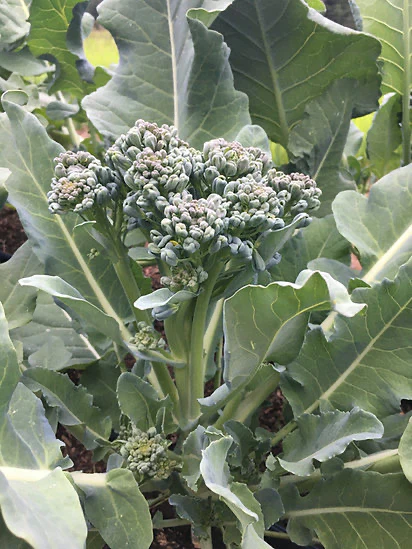 Broccoli Piracicaba - Saanich Organics