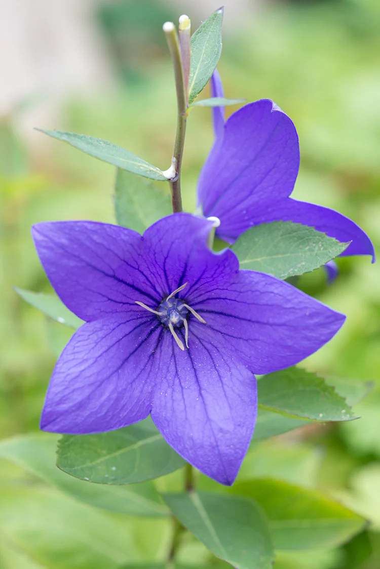 Platycodon - Fuji Blue, 1 Pack - Image 2