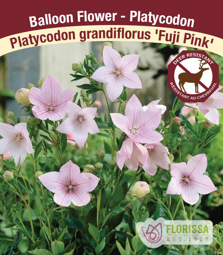 Platycodon - Fuji Pink, 1 Pack