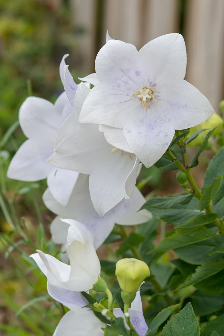 Platycodon - Fuji White, 1 Pack - Image 2