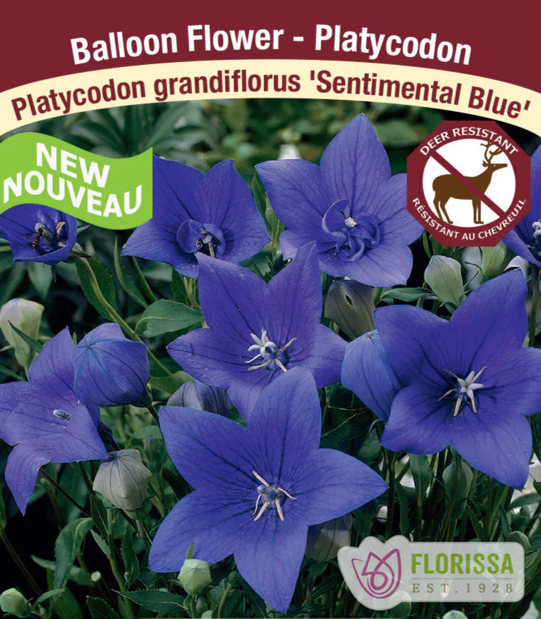 Platycodon - Sentimental Blue, 1 Pack