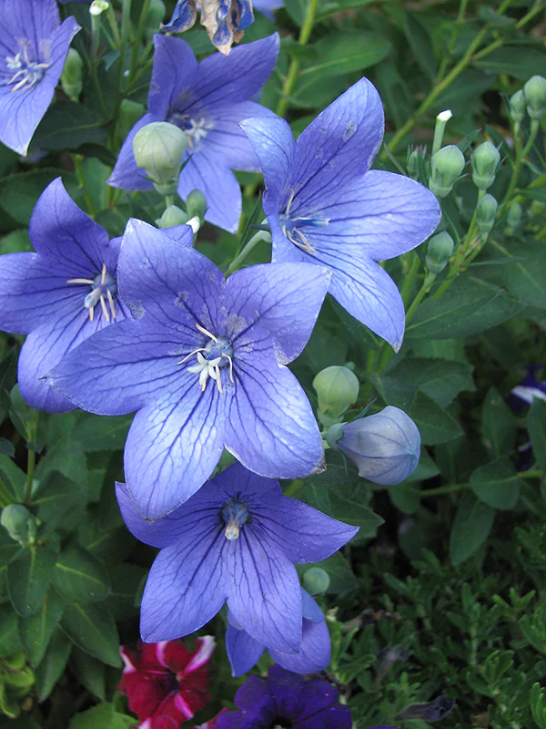 Platycodon - Sentimental Blue, 1 Pack - Image 2