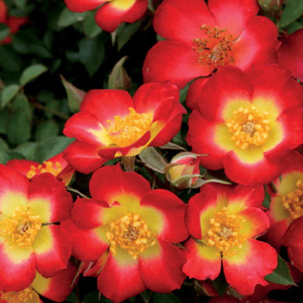 Playful Happy Trails - Weeks Rose