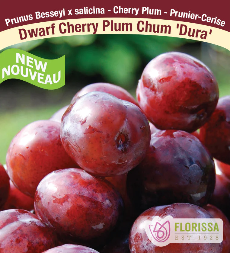 Plum Chum Cherry Plants - Image 2