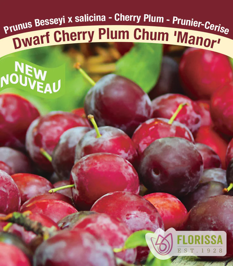 Plum Chum Cherry Plants - Image 3