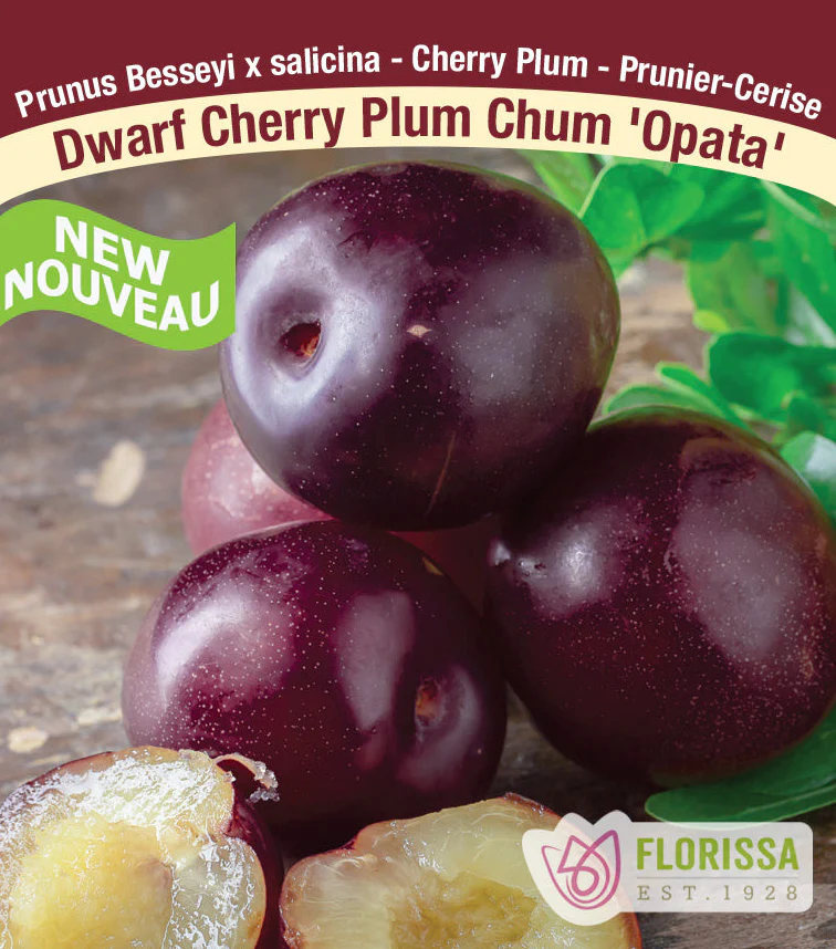 Plum Chum Cherry Plants - Image 4
