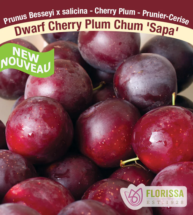 Plum Chum Cherry Plants - Image 5