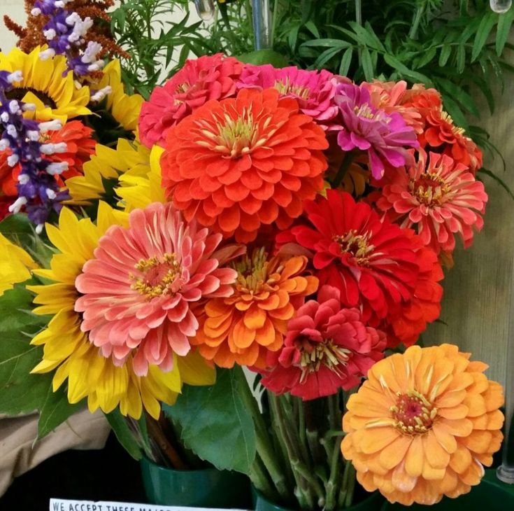 Annual Cut Flowers Mix - Pacific Northwest Seeds - Image 2