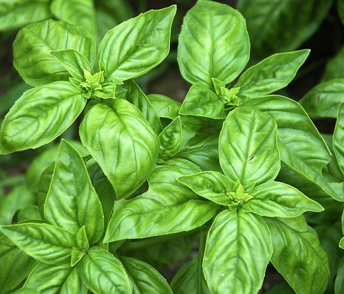 Basil Sweet - Pacific Northwest Seeds