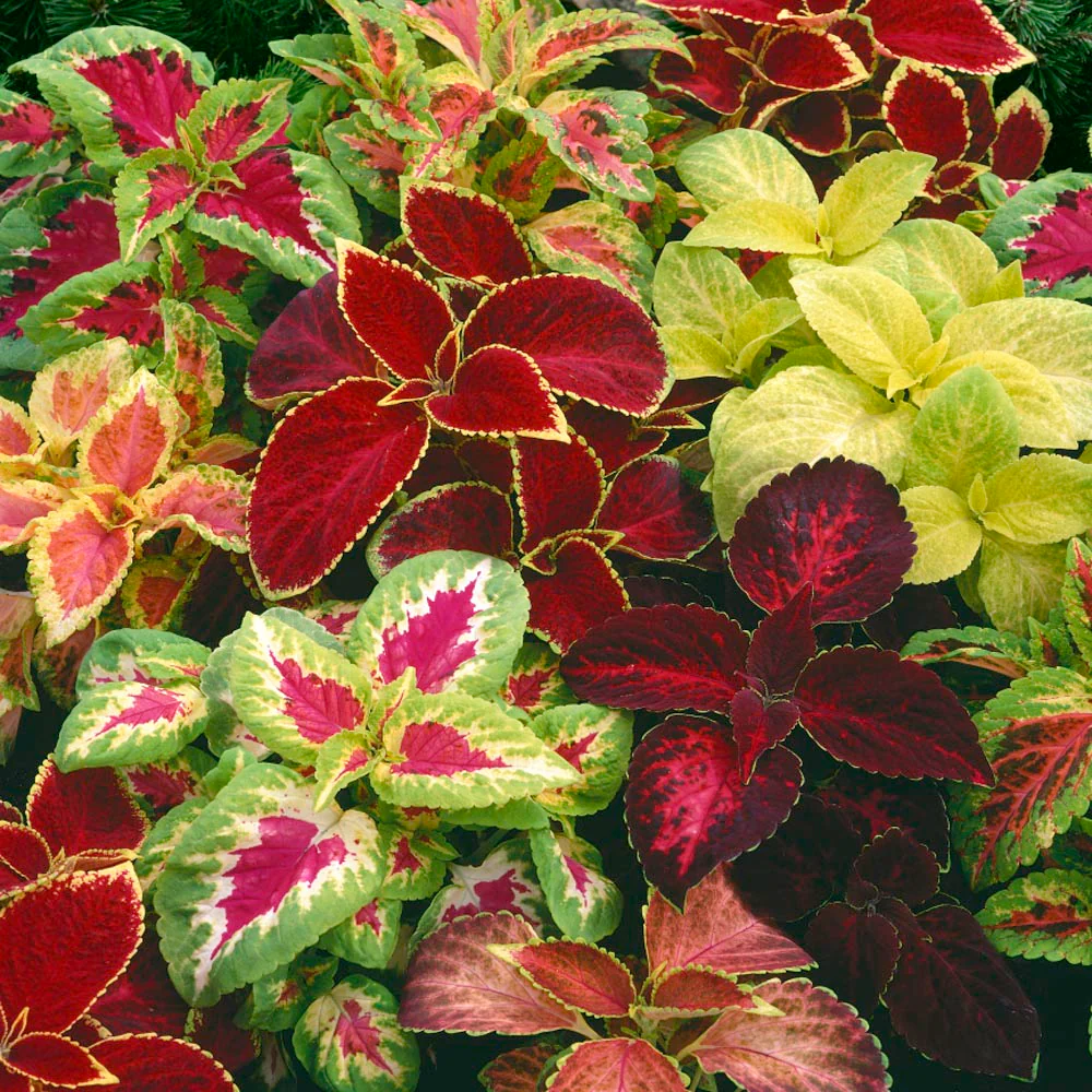 Coleus Rainbow Mix - Pacific Northwest Seeds