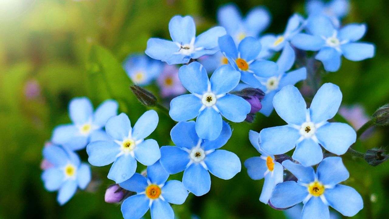 Cynoglossum Annual Forget Me Not - Pacific Northwest Seeds