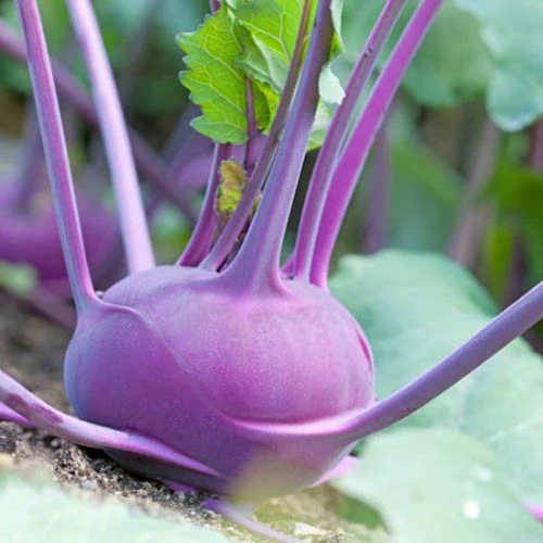 Kohlrabi Purple Vienna - Pacific Northwest Seeds