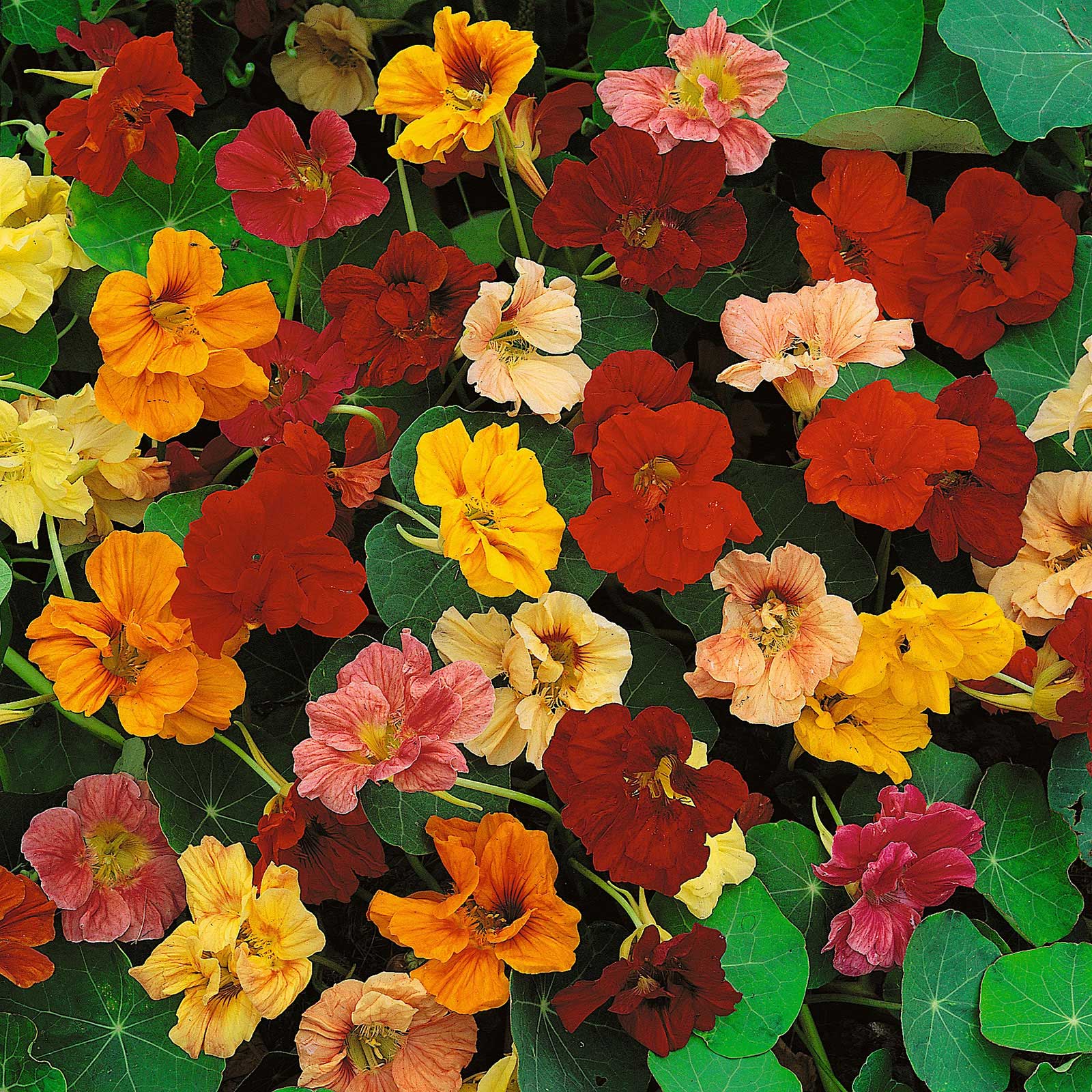 Nasturtium Dwarf Jewel Mix - Pacific Northwest Seeds - Image 2