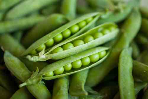 Peas Lincoln Homesteader (Large) - Pacific Northwest Seeds