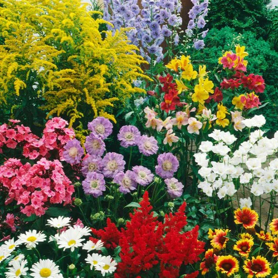 Perennial Garden Mixture - Pacific Northwest Seeds