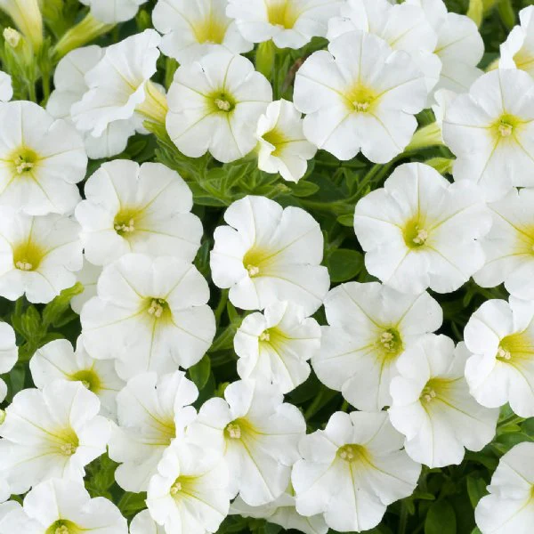 Petunia Super Cascade White - Pacific Northwest Seeds