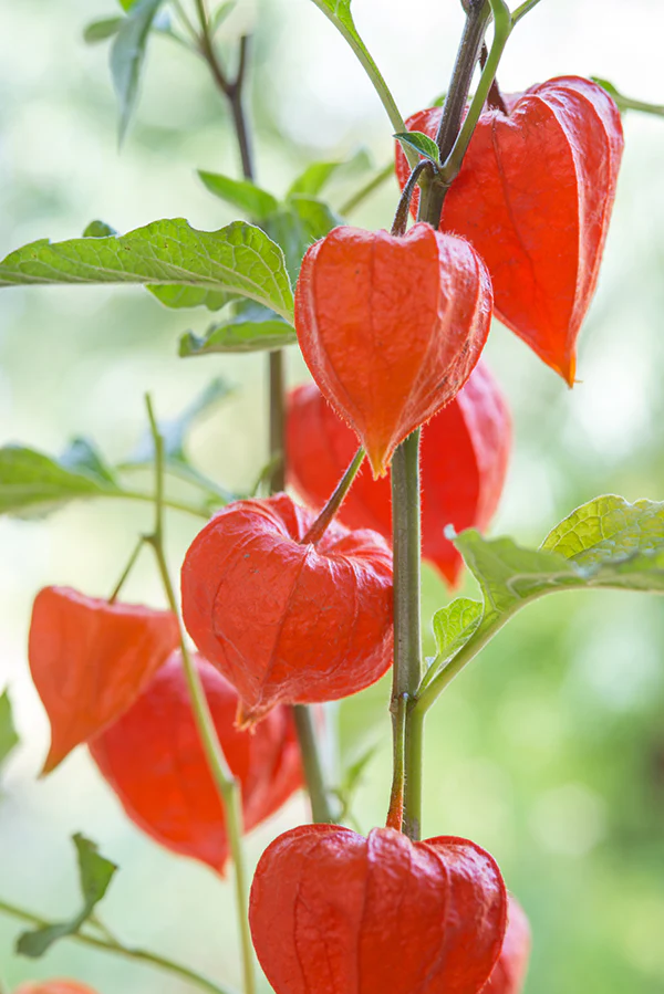 Physalis Chinese Lantern - Pacific Northwest Seeds - Image 2