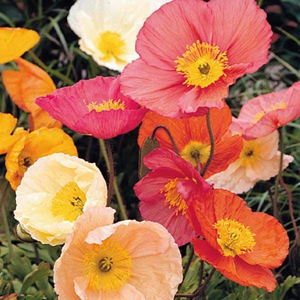 Poppy Iceland Mix - Pacific Northwest Seeds