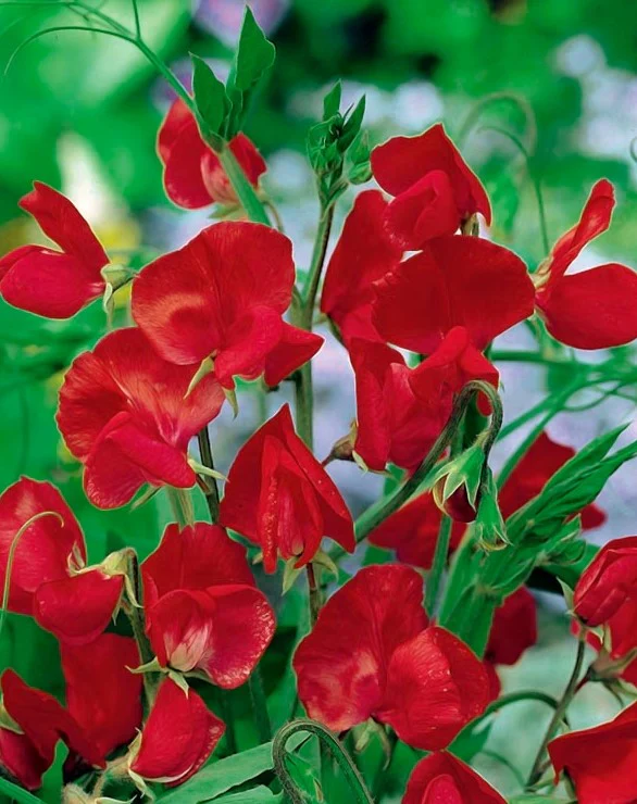 Sweet Pea Royal Scarlet - Pacific Northwest Seeds