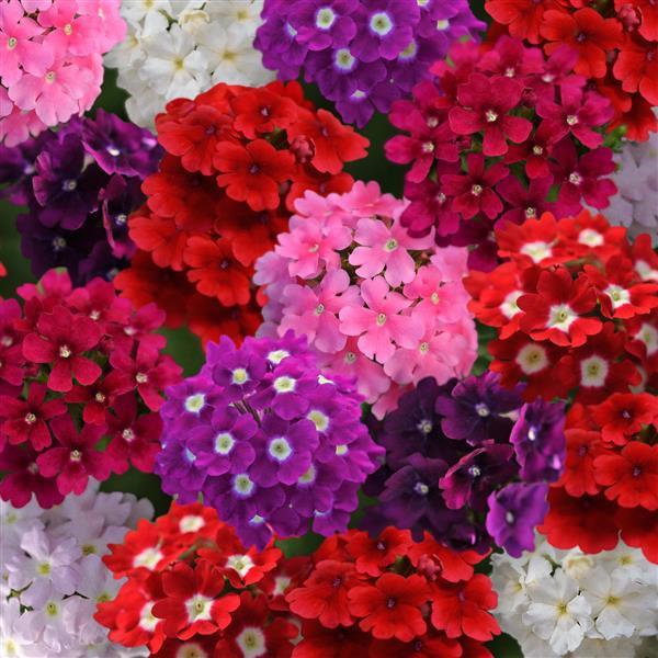 Verbena Ideal Florist Mix - Pacific Northwest Seeds