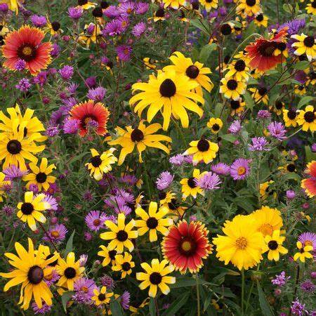 Wildflower Rocky Mountain Mix - Pacific Northwest Seeds - Image 2