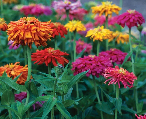 Zinnia Giant Cactus Mix - Pacific Northwest Seeds