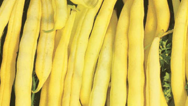 Pole Beans Kentucky Wonder Wax Large - Ontario Seed Company