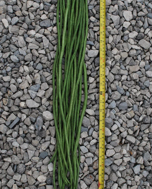 Pole Beans Noodle King - West Coast Seeds - Image 3