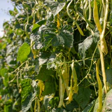 Organic Beans Golden Gate Pole - West Coast Seeds - Image 3