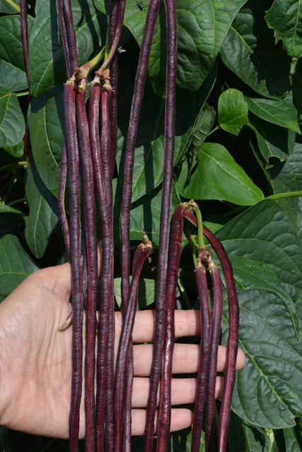 Beans Red Noodle Pole - West Coast Seeds - Image 2