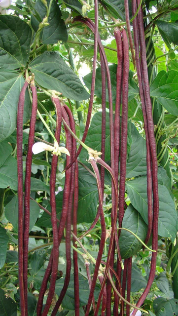 Beans Red Noodle Pole - West Coast Seeds - Image 3