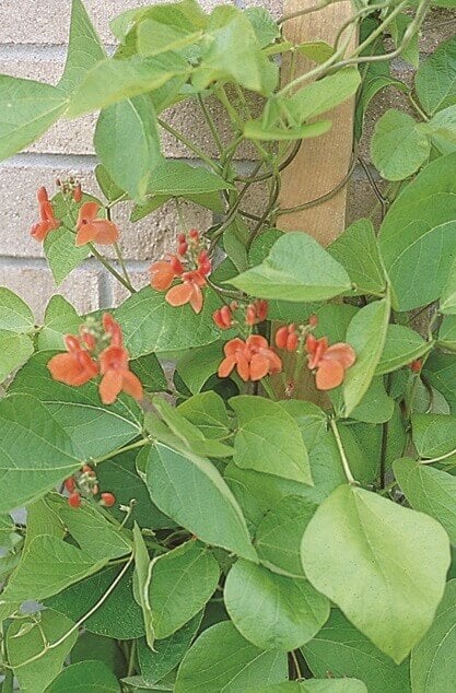 Pole Beans Scarlet Runner Large - Ontario Seed Company