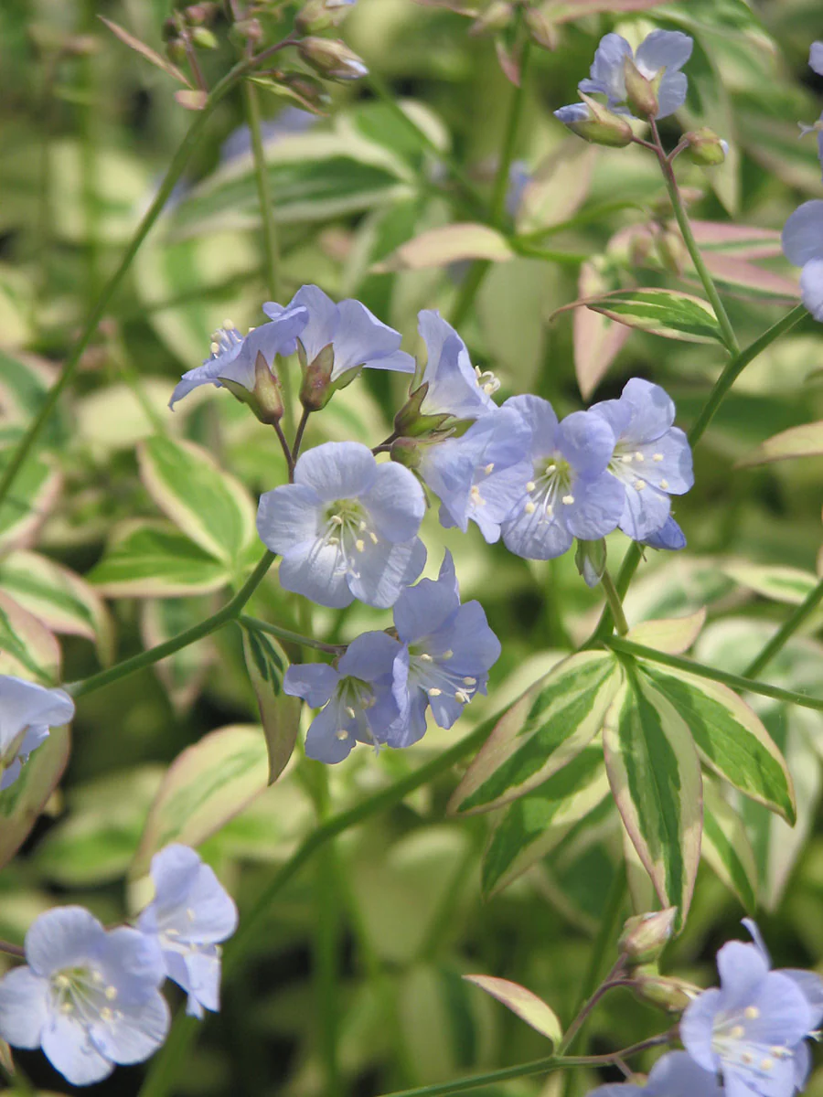 Polemonium - Stairway to Heaven, 1 Pack - Image 2