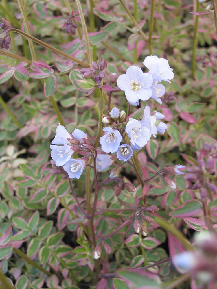 Polemonium - Stairway to Heaven, 1 Pack - Image 3