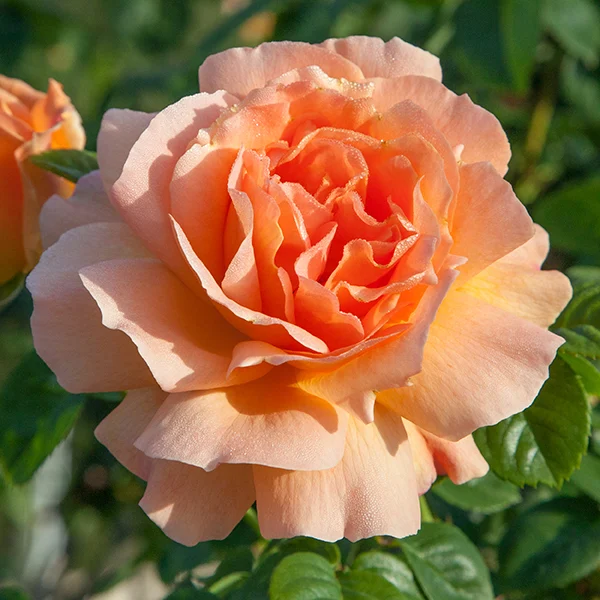Polka - Star Roses and Plants