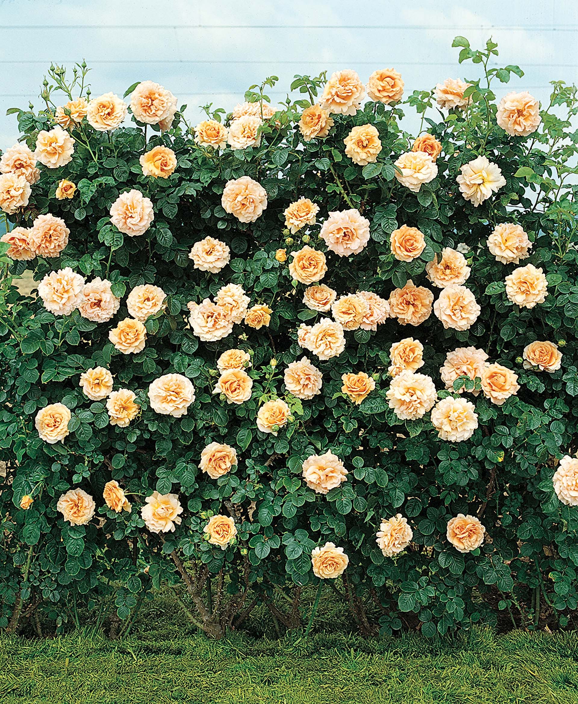 Polka - Star Roses and Plants - Image 2